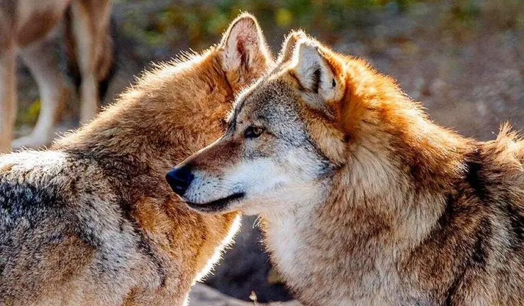 Ejemplares de lobo.