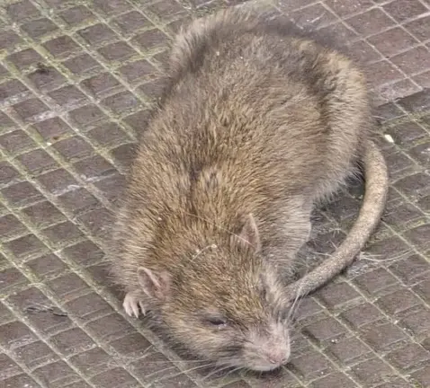 Ratas en las calles de la ciudad.