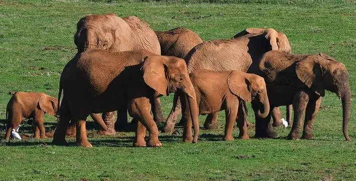 Elefantes de Cab&aacute;rceno.