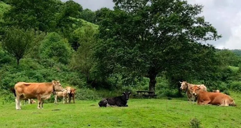 Vacas en Cantabria.
