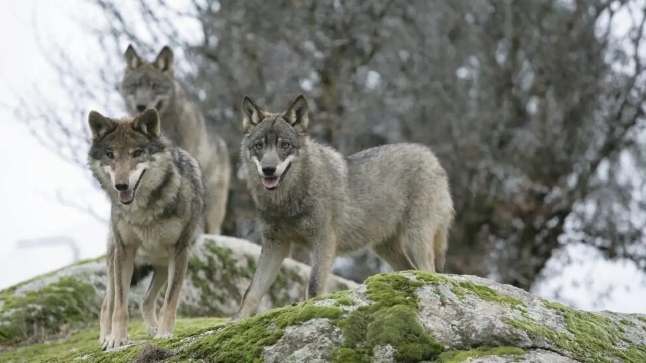 Ejemplares de lobos.