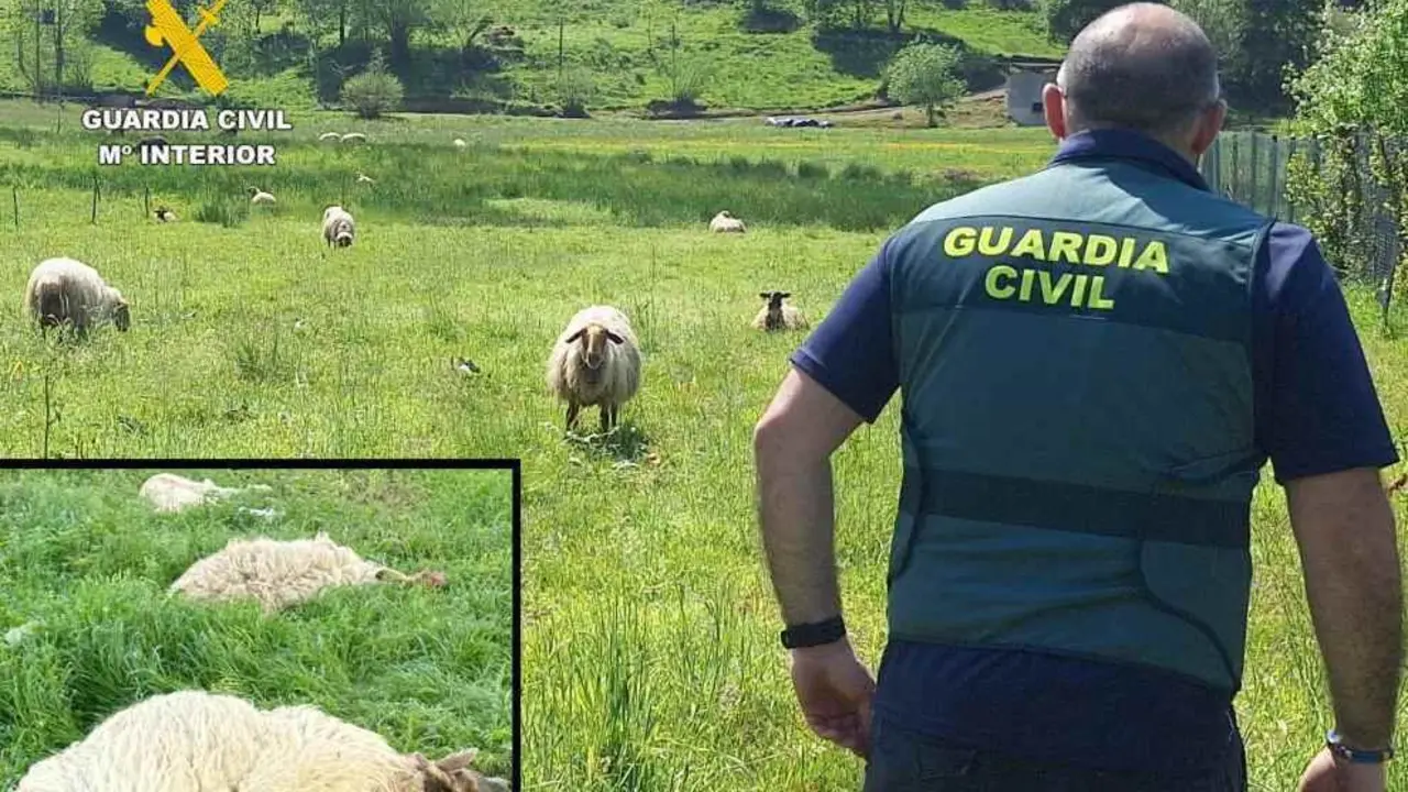 Finca con las ovejas en Marina de Cudeyo.