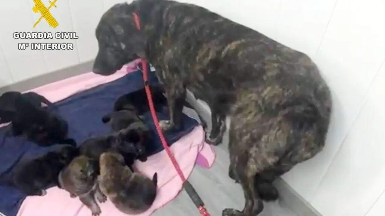 La familia en la protectora.