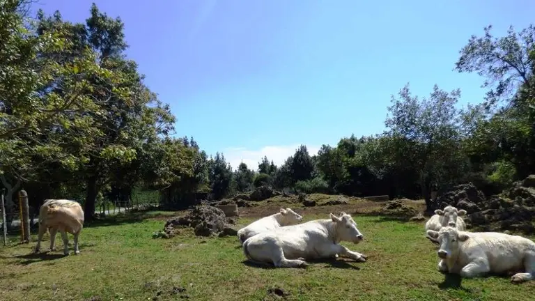 ganado en la localidad de Soano, en Arnuero. R.A.