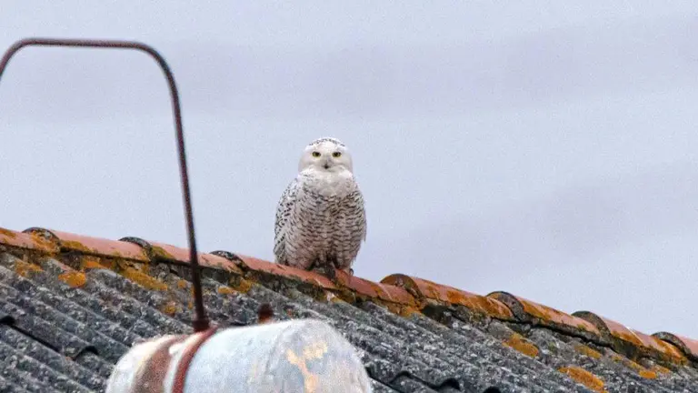 El búho nival en el tejado de una vieja conservera en Santoña. Saúl Rodríguez