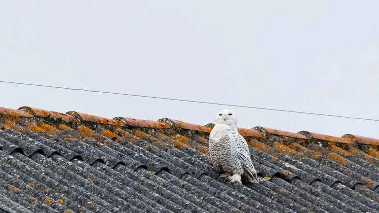 El búho de las nieves cerca del puerto pesquero de Santoña. Saúl Rodríguez