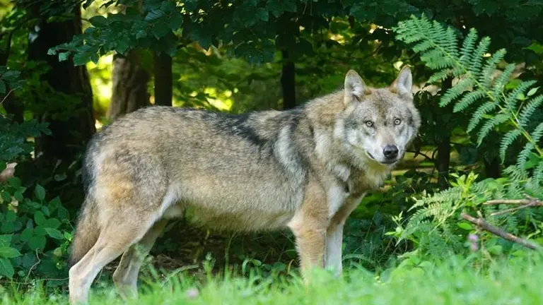 La Justicia avala la protección del lobo. Web Gobierno regional
