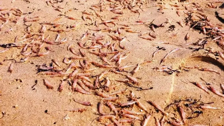 Quisquillas en la playa de Berria, en Santoña.