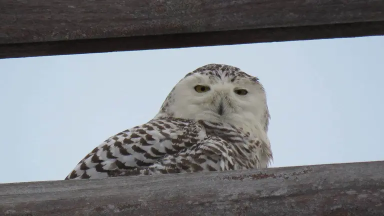 Búho nival hembra sobre la parte superior de la Plaza de Toros de Santoña. Alejandro García