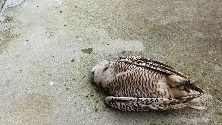 El búho nival hembra en el momento de encontrarlo una vecina en Santoña.