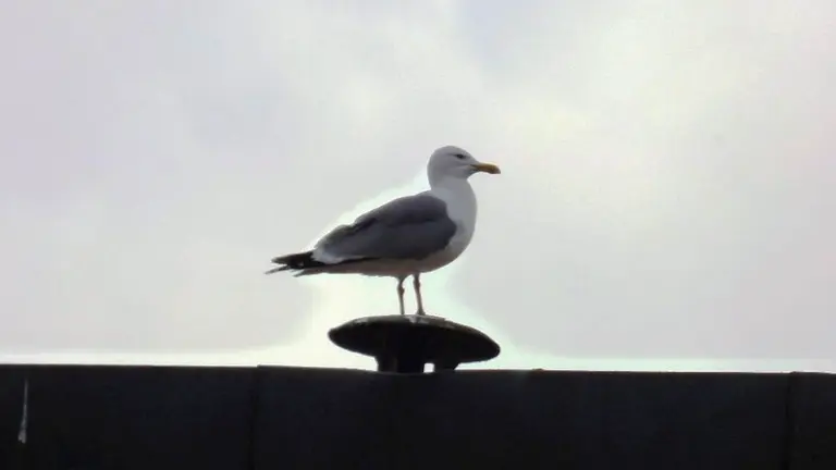 Gaviota en los tejados de las viviendas de Santoña. Nyka Goicoechea