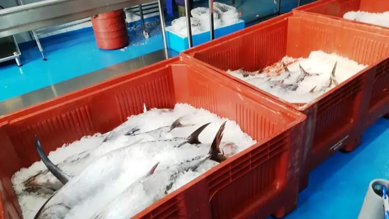 Bonitos a la venta en Santoña. R.A.