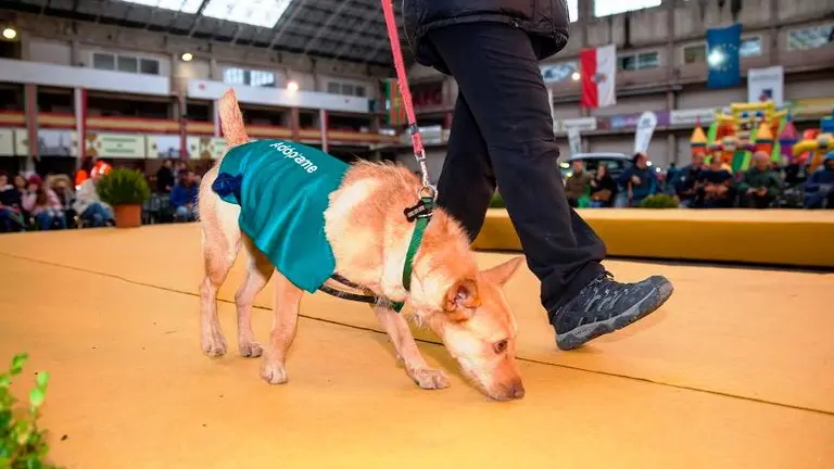 Medio Ambiente convoca subvenciones para proyectos de Bienestar Animal.