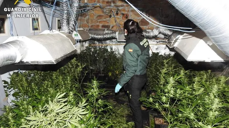 Marihuana en la casa de Alceda, en Corvera de Toranzo.