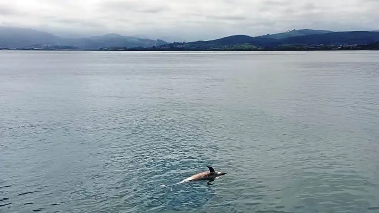 Aparece un delfín muerto había de Santoña.