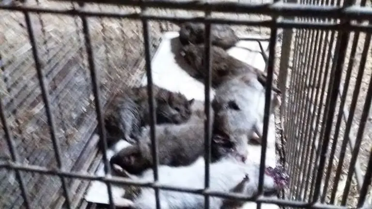Ratas capturadas en Santa María de Cayón.