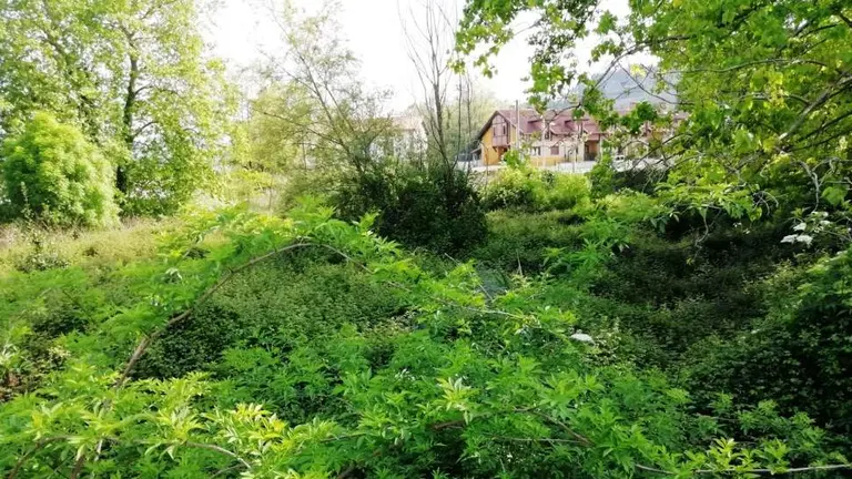 Estado de la finca llena de maleza en Torrelavega.