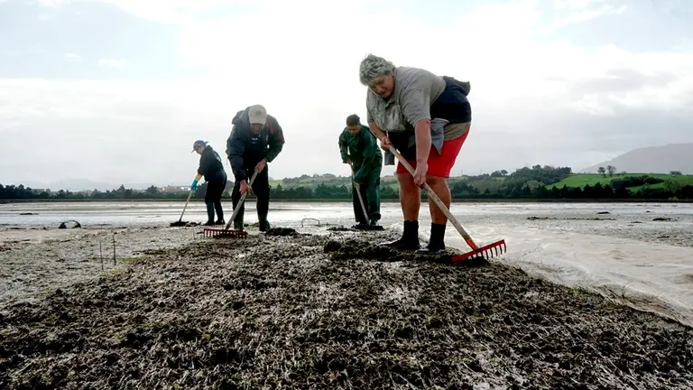 Mariscadoras en la Marisma de Pedreña, en Marina de Cudeyo.
6 11 2017