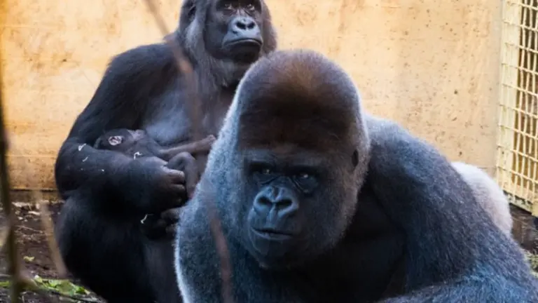 Salud Pública realizará pruebas a los trabajadores que han mantenido un contacto estrecho con los gorilas.