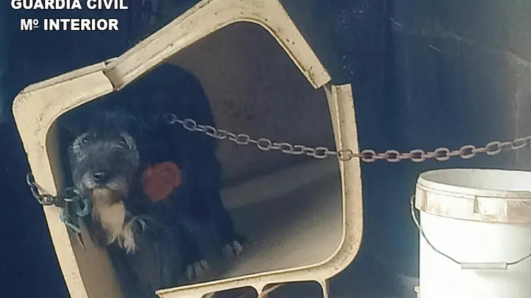 Uno de los perros encontrado en Solares, en Medio Cudeyo.