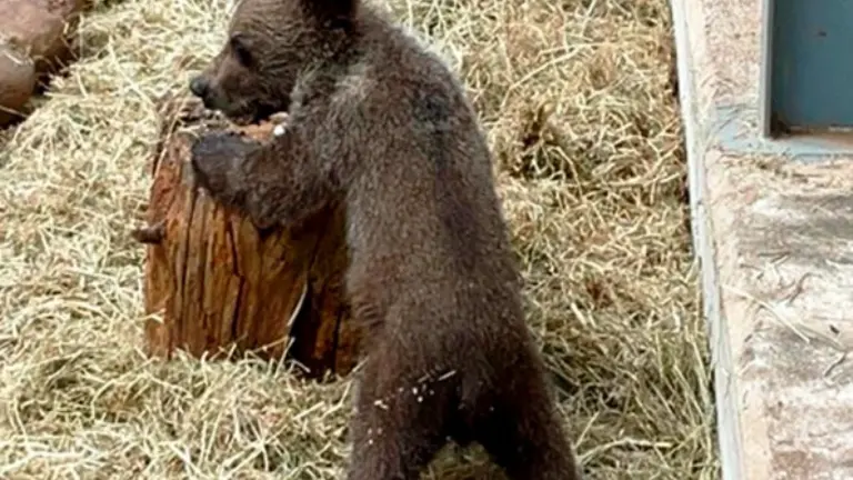 El oso en el Centro de Recuperación de Villaescusa.