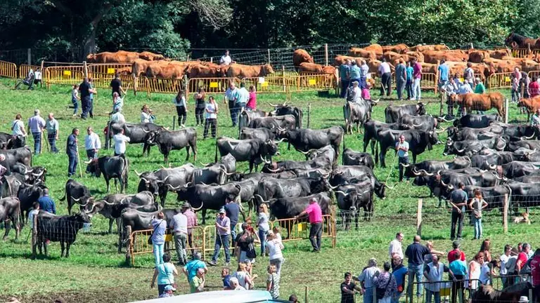 Feria ganadera en Li&eacute;rganes.