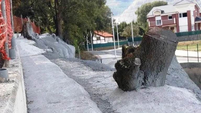 Tala de encinares en Castro Urdiales.
