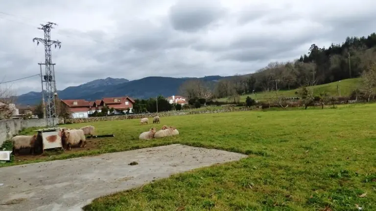 Ovejas en el municipio de Guriezo. R.A.