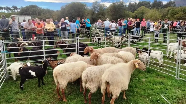 Exposici&oacute;n de cabras y ovejas en Gureizo. R.A.