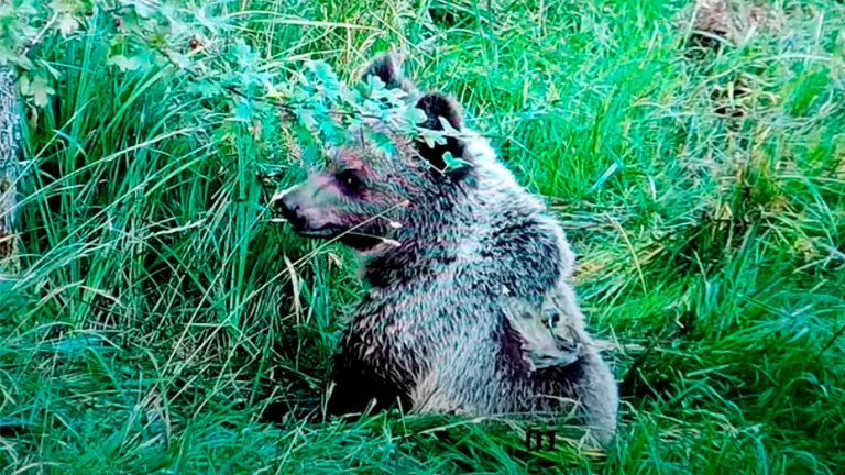 El osezno Martín se ha recuperado en el Centro de Recuperación de Fauna Silvestre de Cantabria.