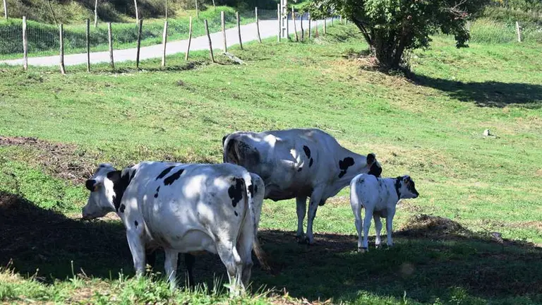 Los ganaderos recibirán ayudas anticipadas.