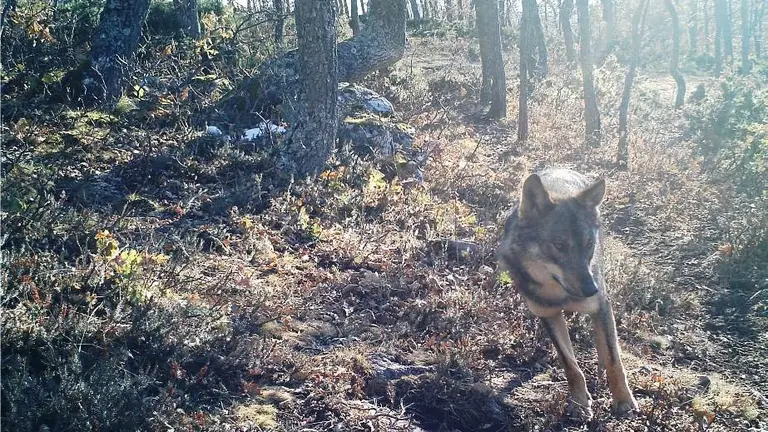 La polémica sigue por la inclusión del lobo en la Lespre.