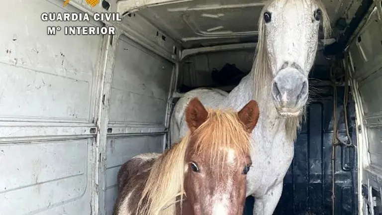 Equinos recuperados en el interior de la furgoneta.
