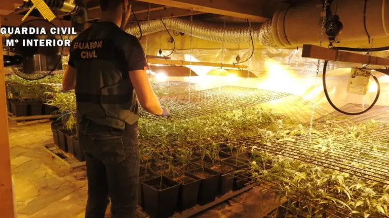 Plantación de marihuana en Ramales de la Victoria.