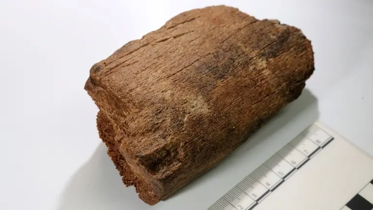 Hallazgo de ballena en Santander.