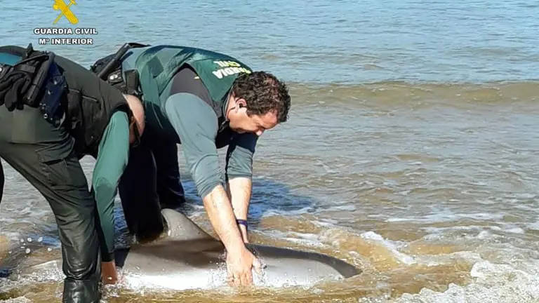 Delf&iacute;n varado en Laredo.