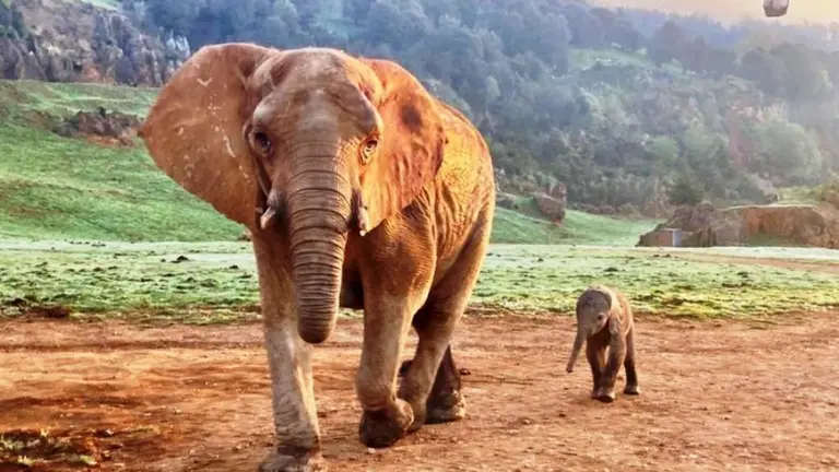 Elefantes en el Parque de la Naturaleza de Cabárceno.