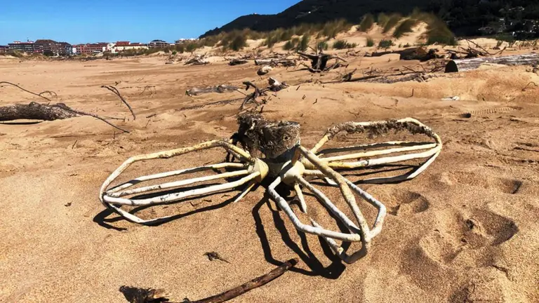 Troncos en la playa Salv&eacute; en Laredo.