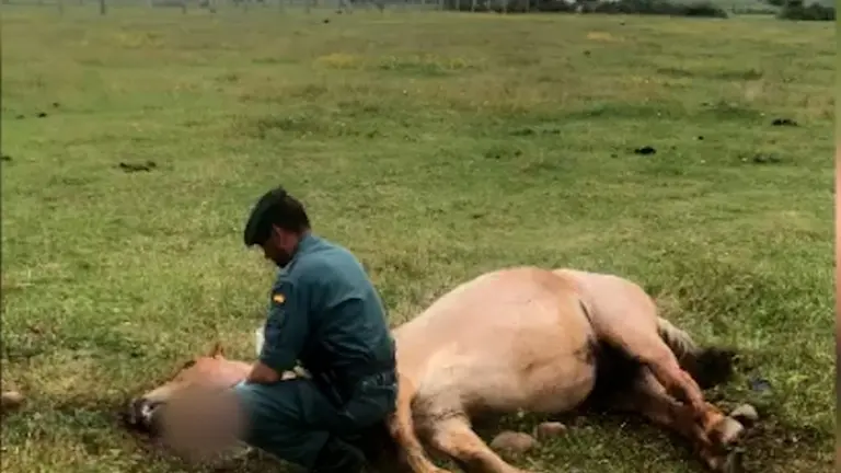 Caballo encontrado en Nestares.