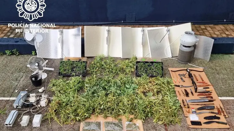 Plantas de marihuana encontradas en Santander.