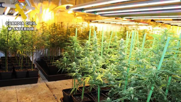 Plantación de marihuana en Sierrapando.