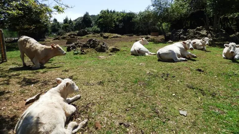 vacas en Soano, en Arnuero. R.A.