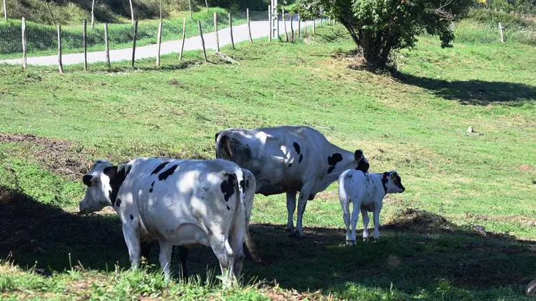 Ganado en Oruña, en Piélagos.