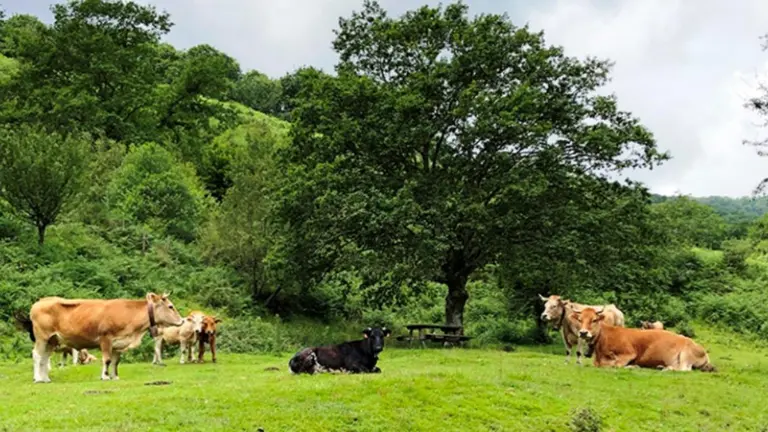 Vacas en el campo de Cantabria.