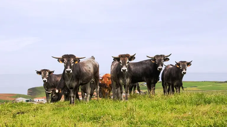Los casos son en ganado vacuno.