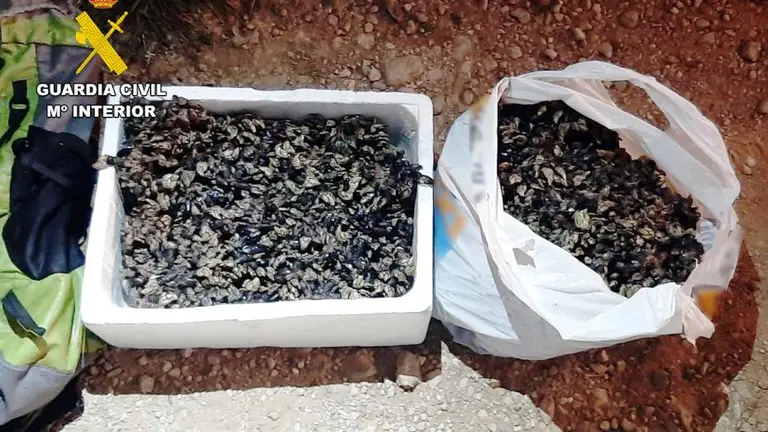 Percebes interceptados en Alfoz de Lloredo.