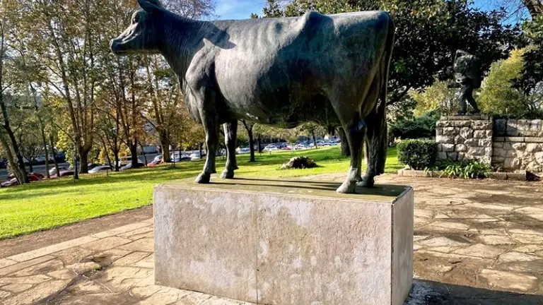 Vaca de Doctor Morales en Santander.