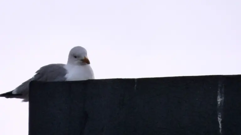 Palomas en Santoña. R.A.