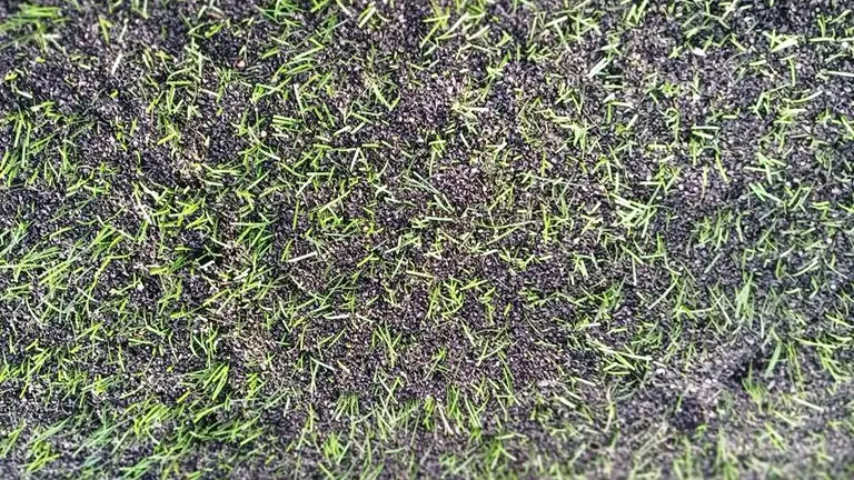 C&eacute;sped del campo de f&uacute;tbol del Regimiento.