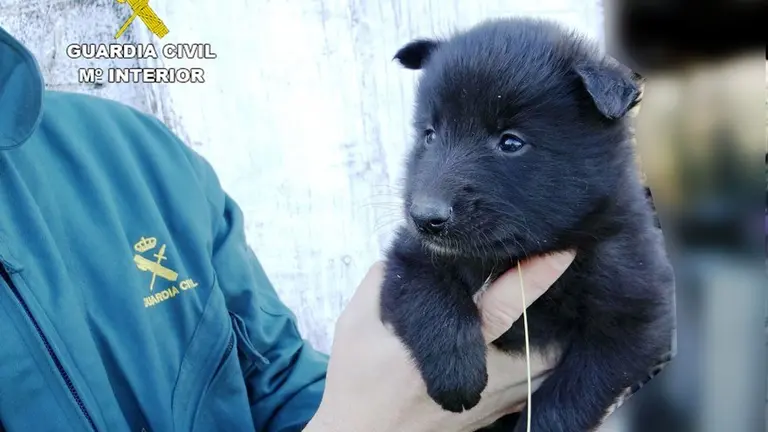 El Seprona con uno de los cachorros.